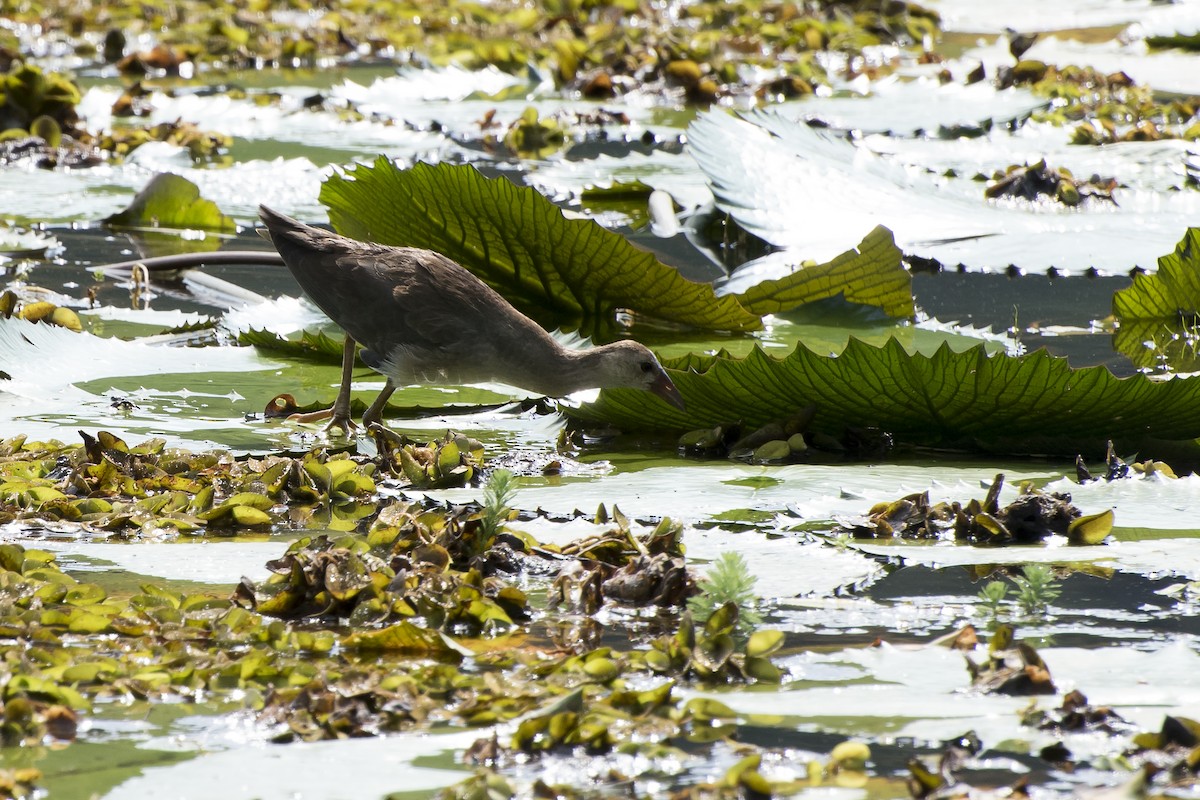 Purple Gallinule - Luiz Carlos Ramassotti