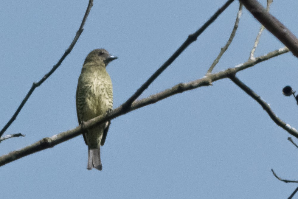 Tangara Golondrina - ML135478721