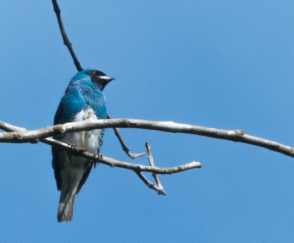 Swallow Tanager - ML135478731