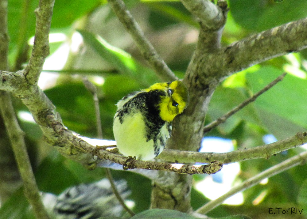 Black-throated Green Warbler - ML135479781