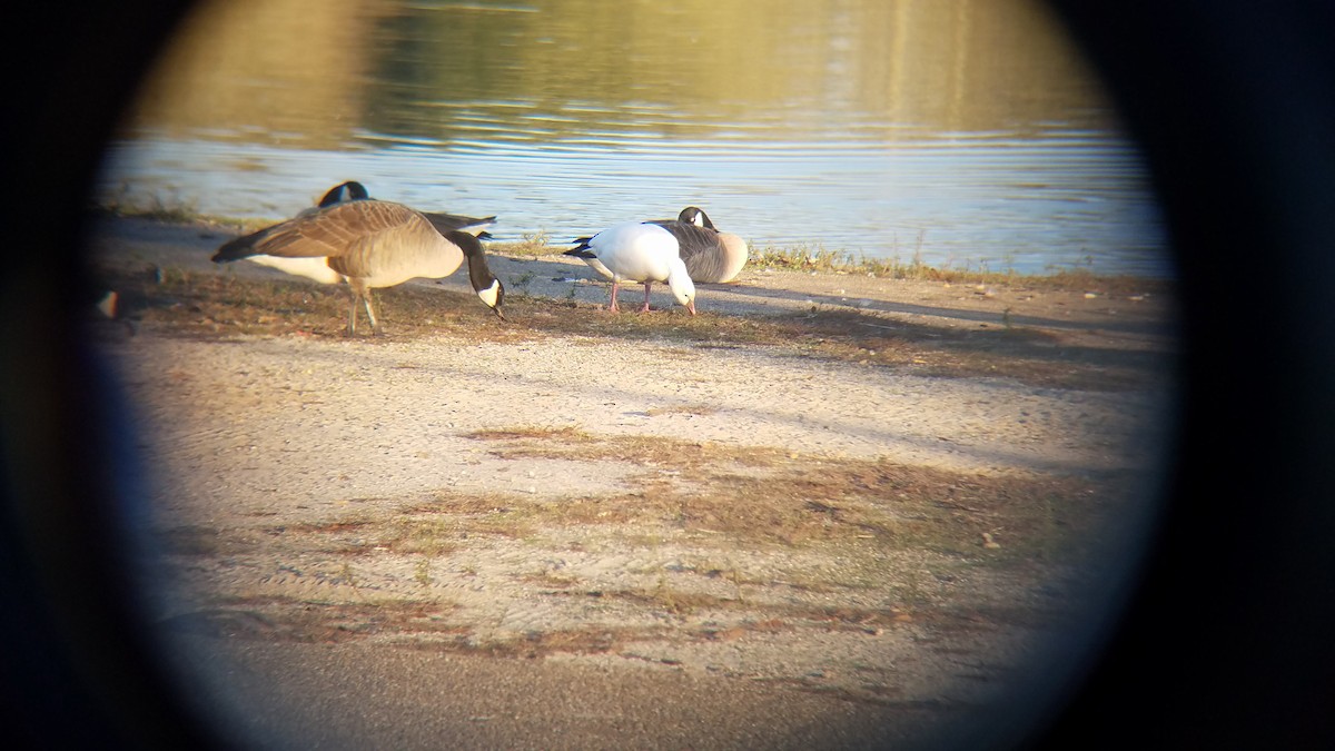 Ross's Goose - ML135480281