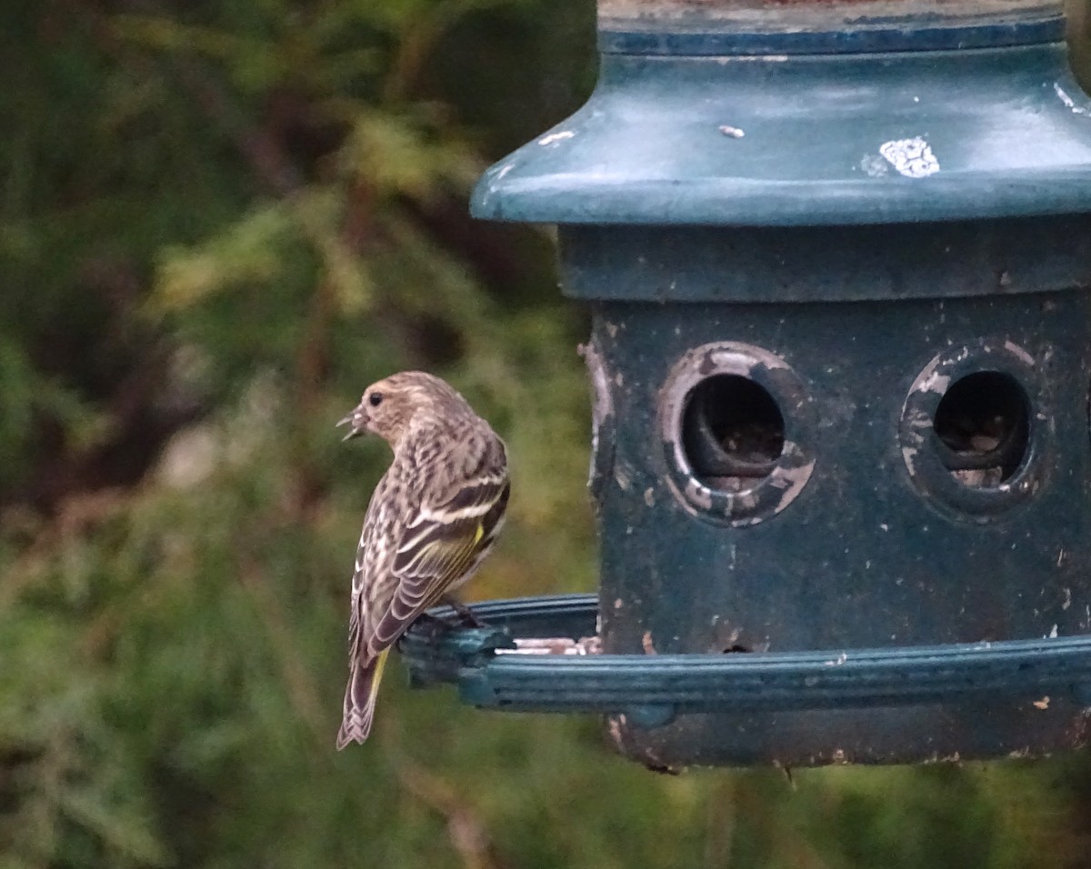 Pine Siskin - ML135481811