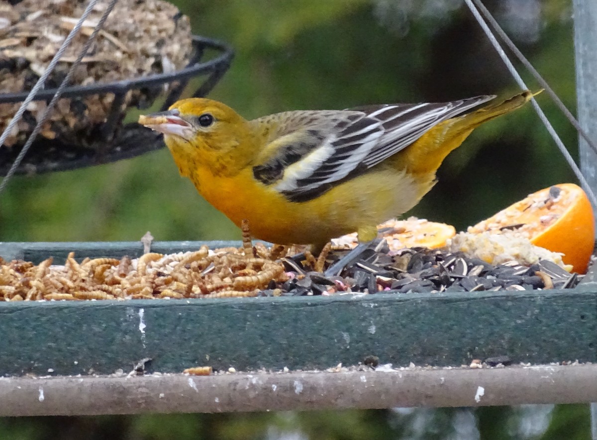 Baltimore Oriole - ML135481901