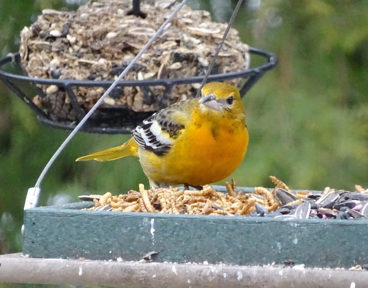 Baltimore Oriole - ML135481931