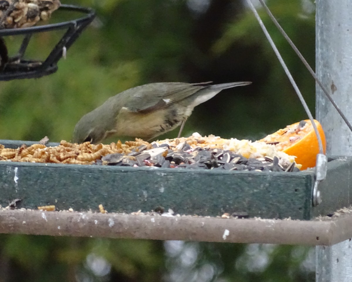 Black-throated Blue Warbler - ML135482111