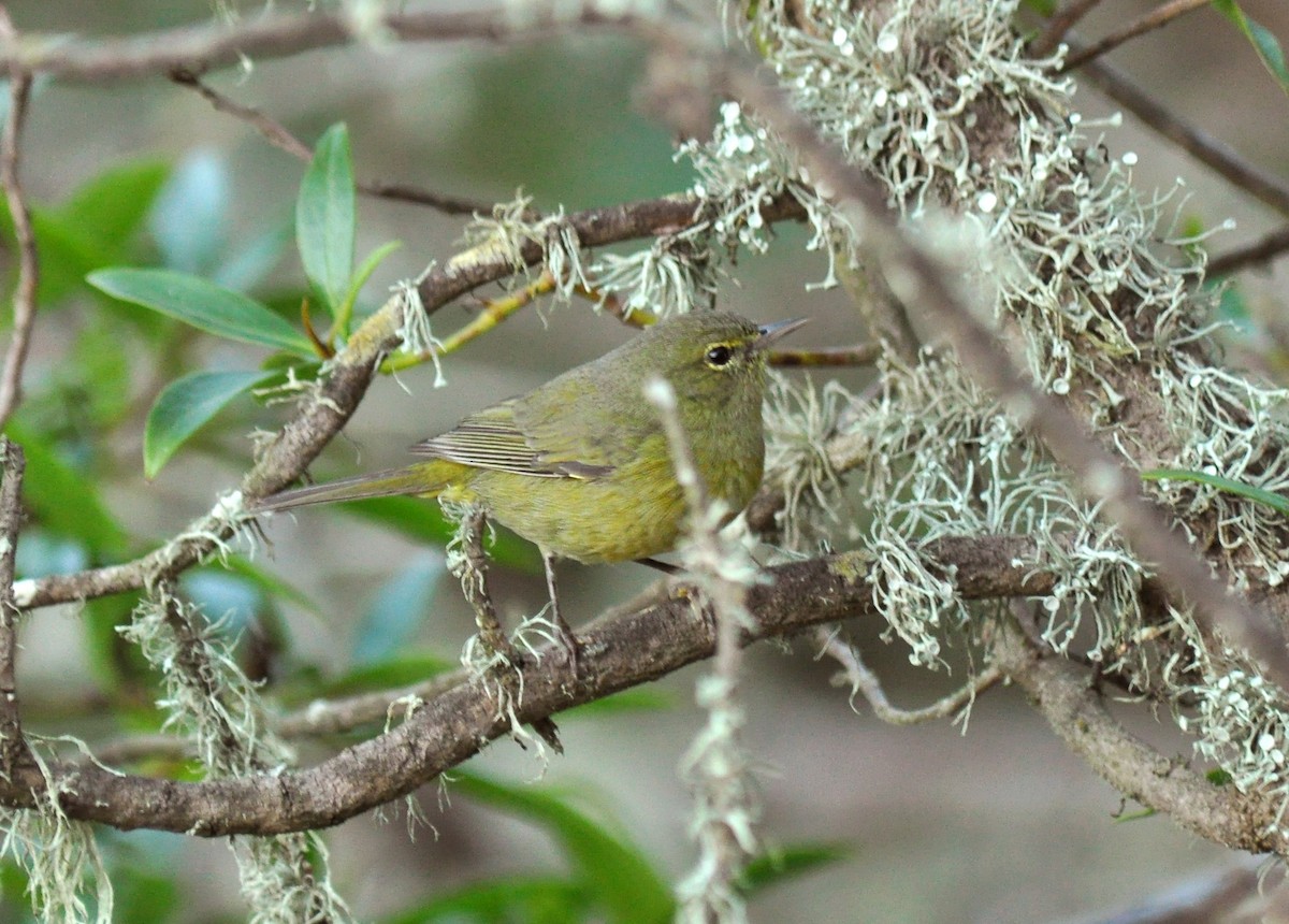 Orange-crowned Warbler - ML135482841