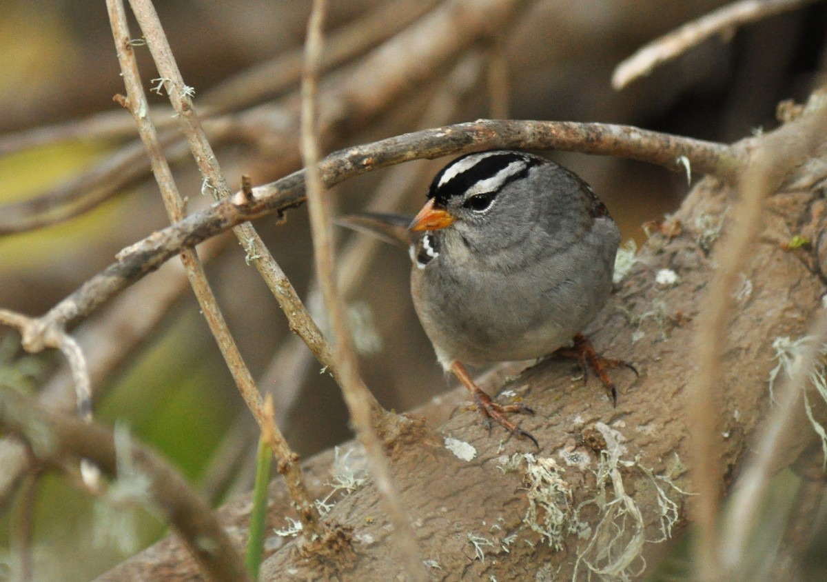 White-crowned Sparrow (Gambel's) - ML135483081