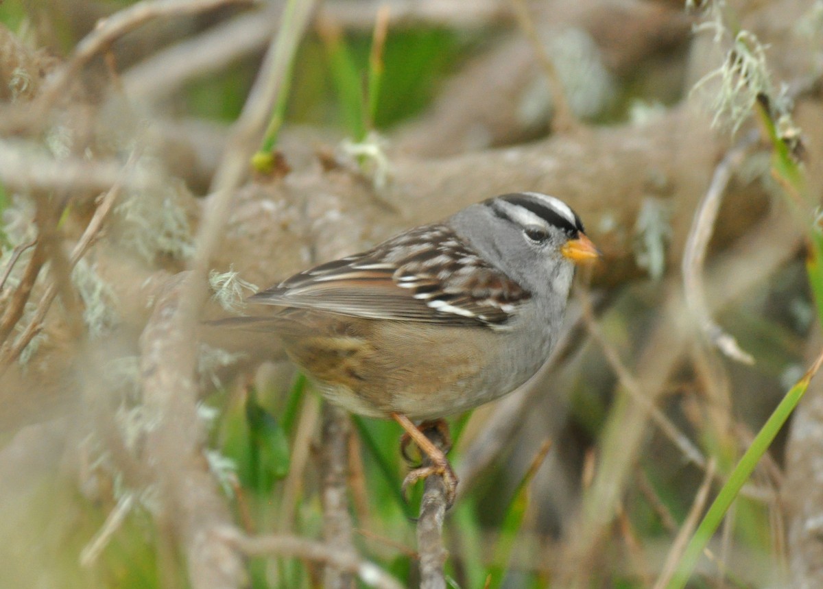 White-crowned Sparrow (Gambel's) - ML135483151