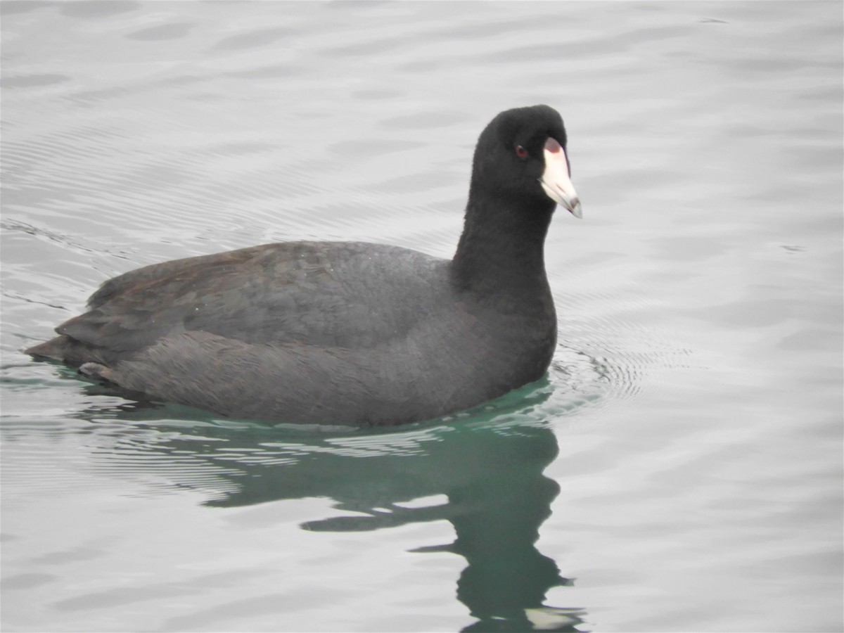 American Coot - ML135483181