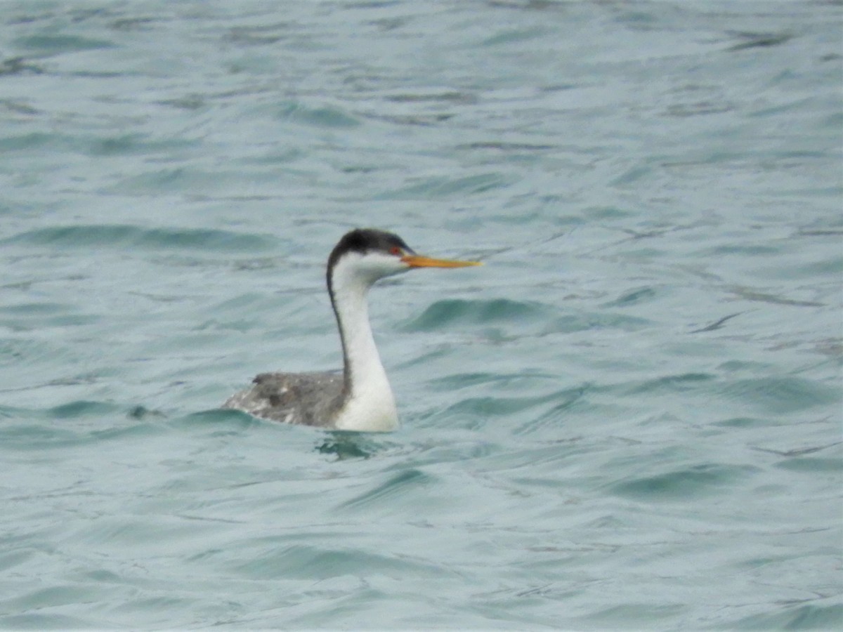 Clark's Grebe - Cliff Cordy