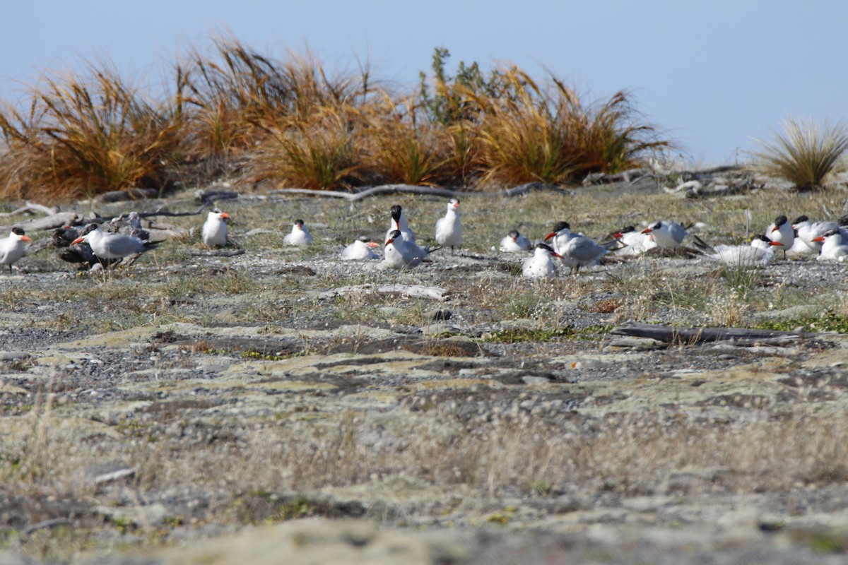 Caspian Tern - Paul Shortis