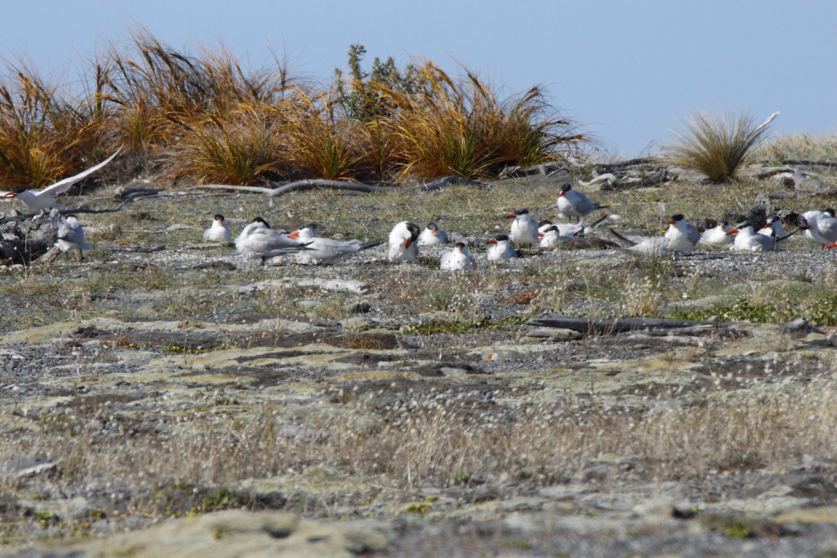 Caspian Tern - ML135484331