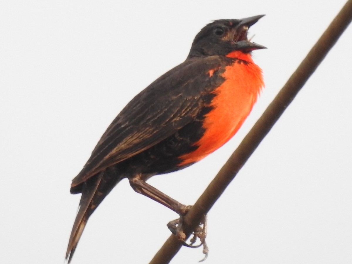 Red-breasted Meadowlark - ML135484561