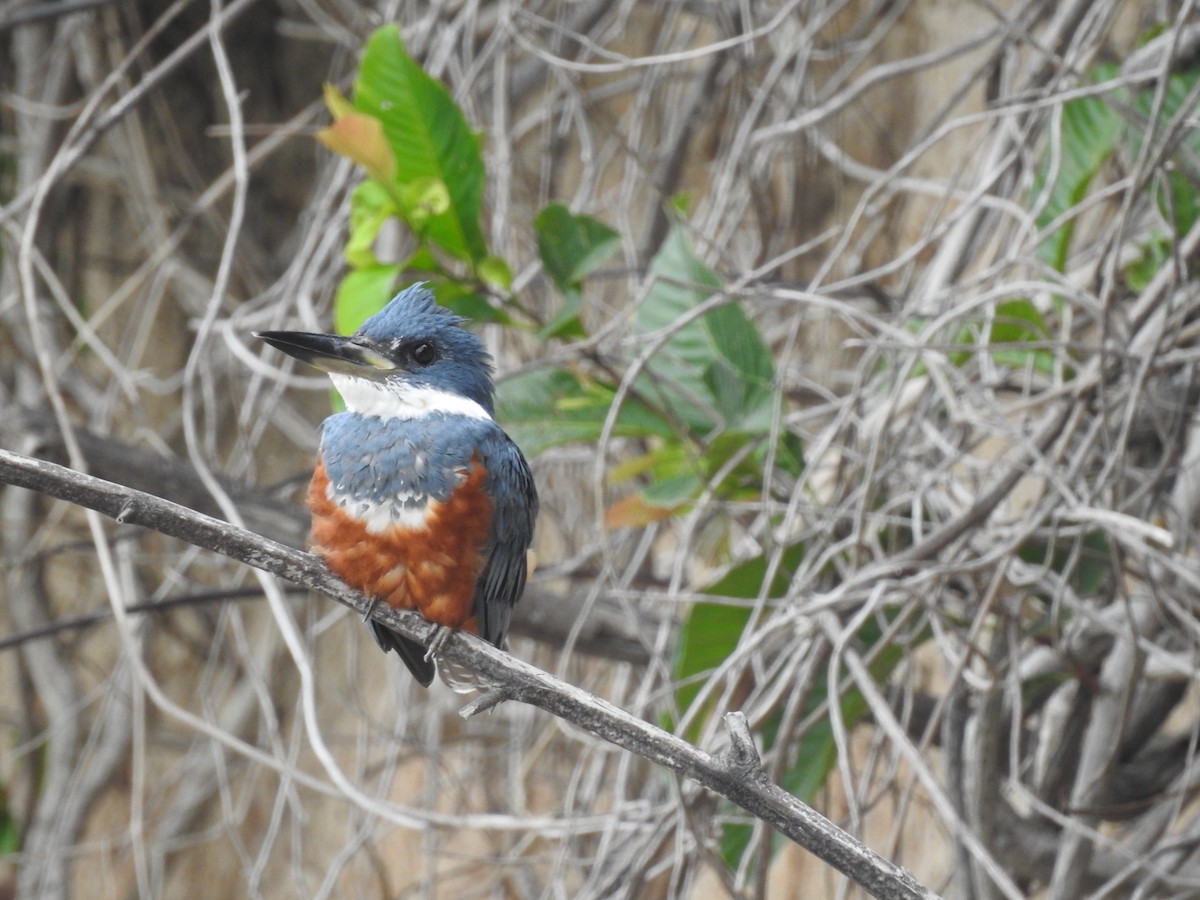 Ringed Kingfisher - ML135484981