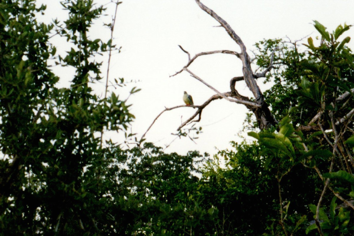 African Green-Pigeon - ML135485441