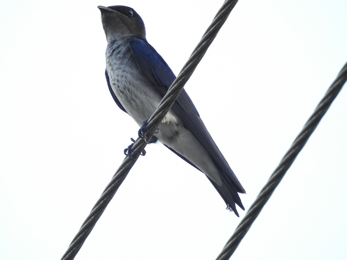 Gray-breasted Martin - ML135486011