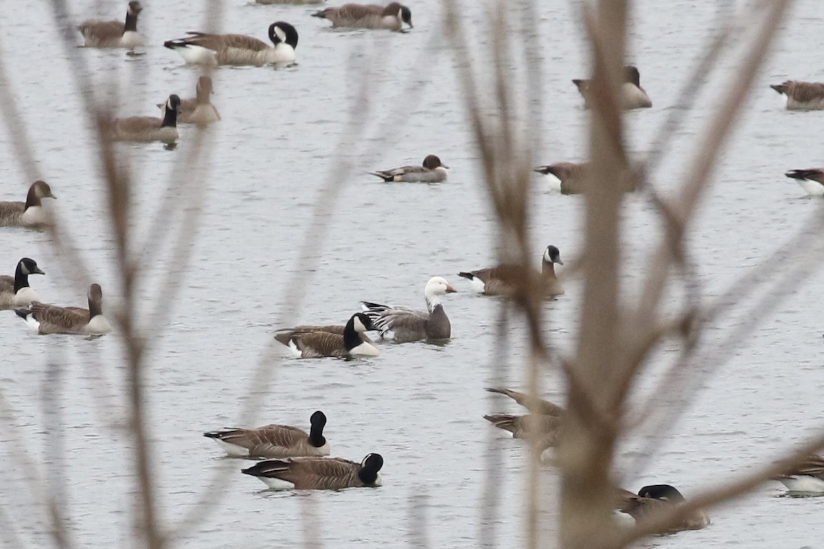 Northern Pintail - ML135486271