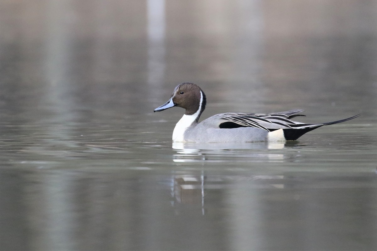 Northern Pintail - Baxter Beamer