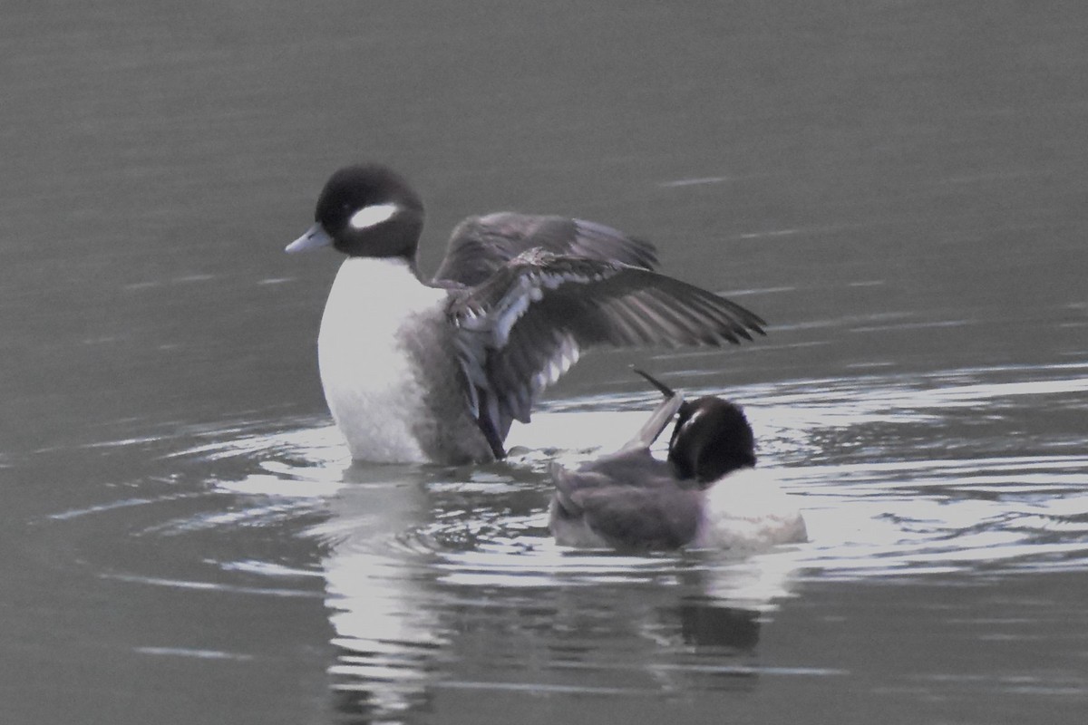 Bufflehead - Timothy Carstens