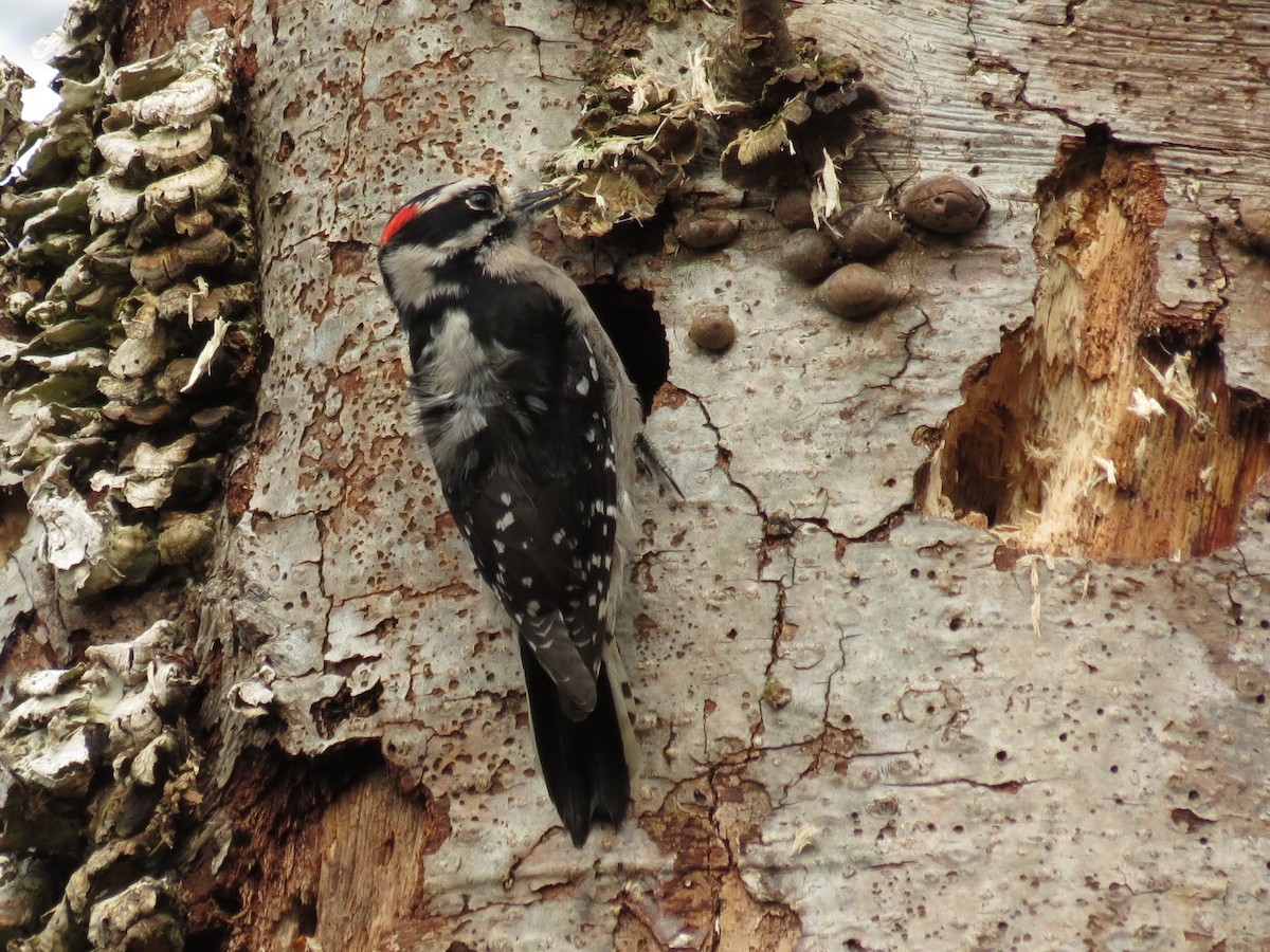 Downy Woodpecker - ML135488741