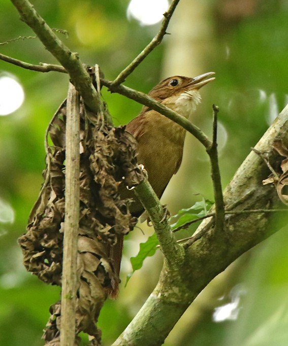 Açık Gerdanlı Yaprakkarıştıran (pallidigularis) - ML135488791