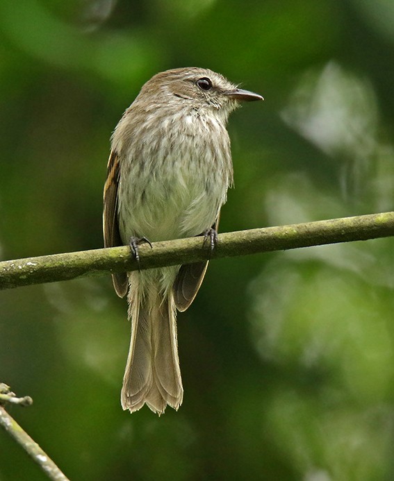 Mouse-gray Flycatcher - ML135488991