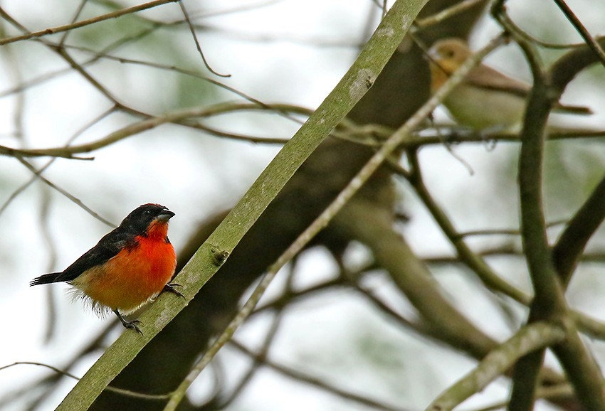 Crimson-breasted Finch - Roger Ahlman