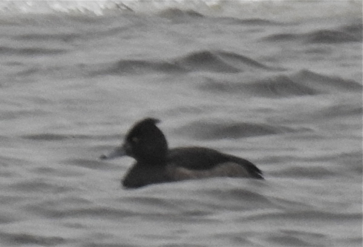 Tufted Duck - ML135491031