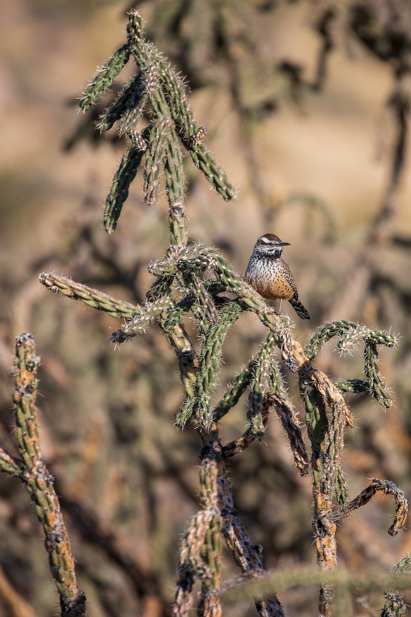 Cactus Wren - Anonymous