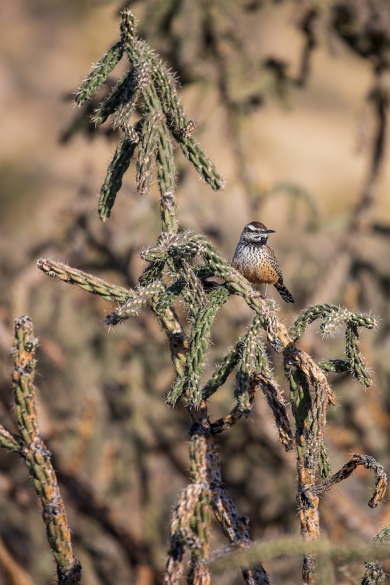 Cactus Wren - ML135492451