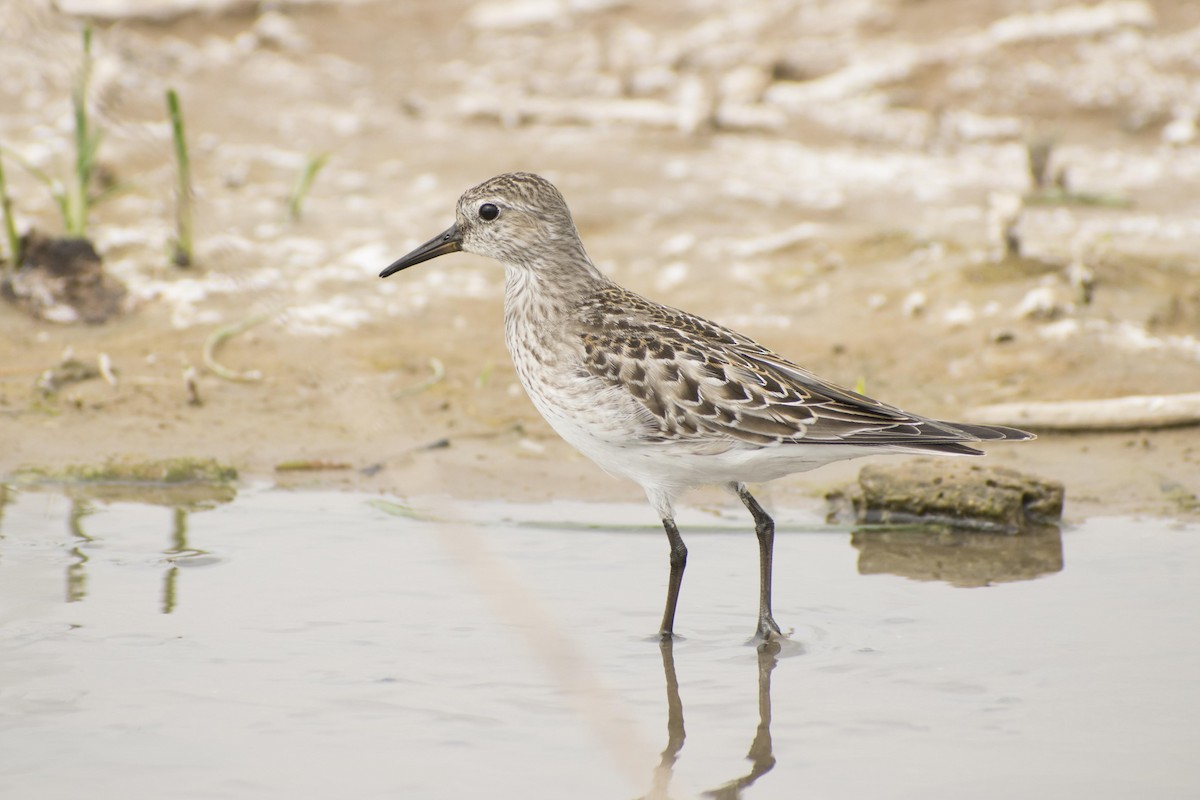 White-rumped Sandpiper - Leandro Bareiro Guiñazú