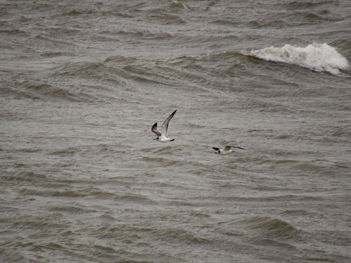 Franklin's Gull - ML135494661