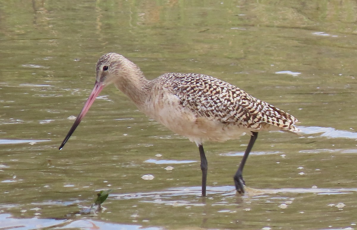 Marbled Godwit - ML135495191