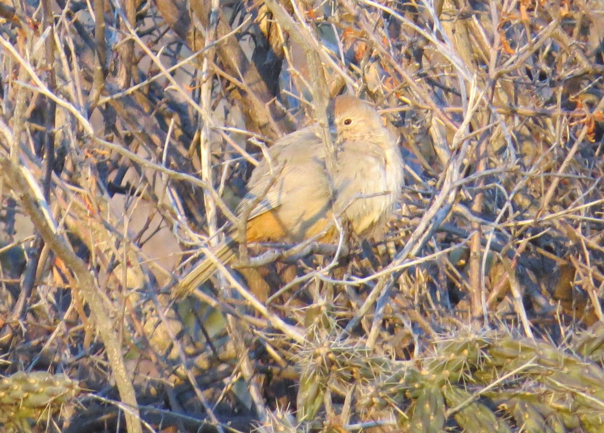 Canyon Towhee - ML135495721