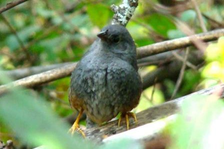 Ochre-flanked Tapaculo - Ulises Ornstein
