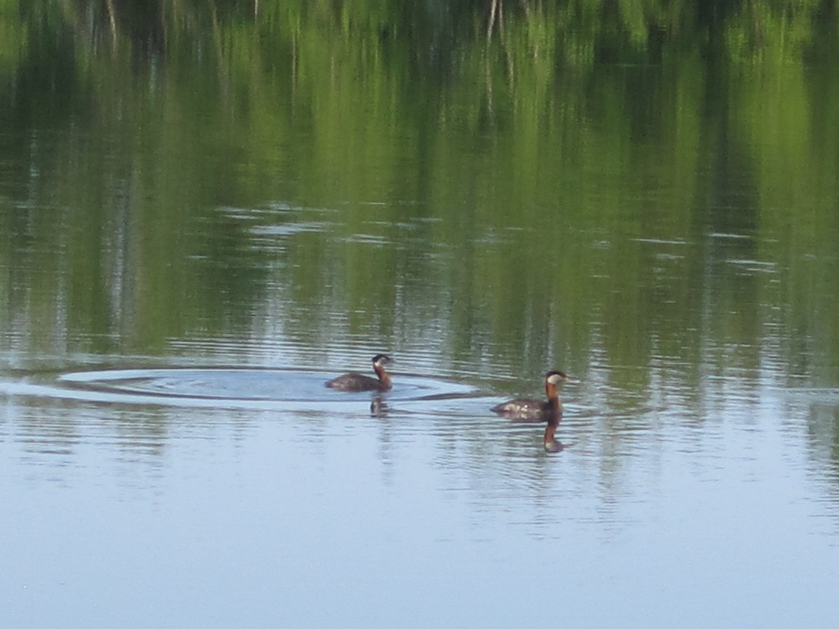 Red-necked Grebe - ML135498641