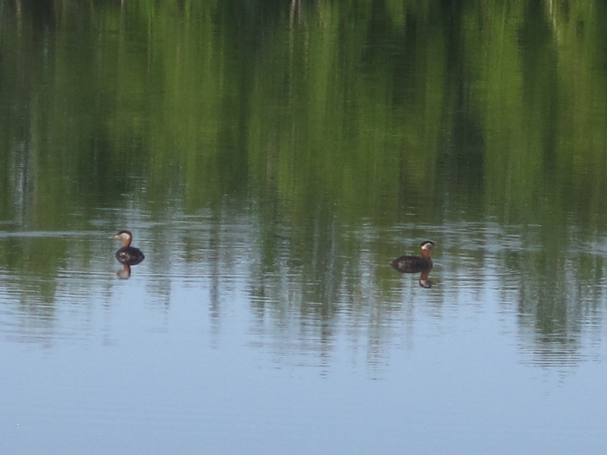 Red-necked Grebe - ML135498661