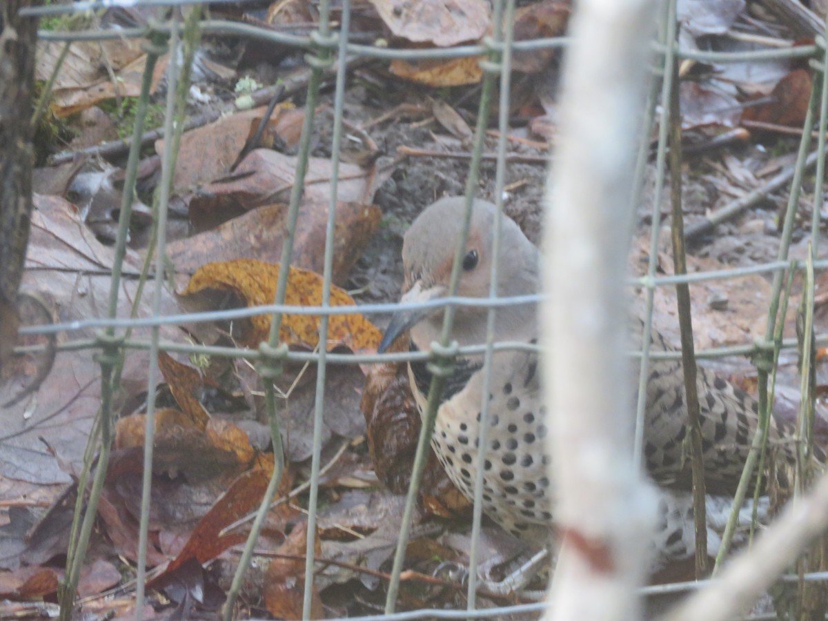 Carpintero Escapulario (auratus/luteus) - ML135501871