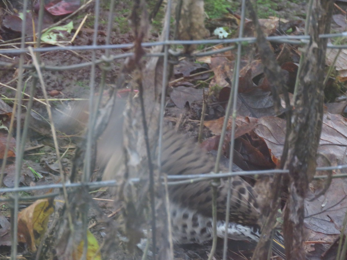 Northern Flicker (Yellow-shafted) - ML135501911