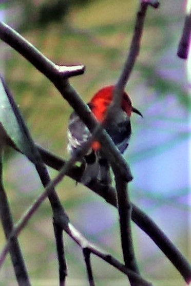 Mielero Escarlata - ML135502261