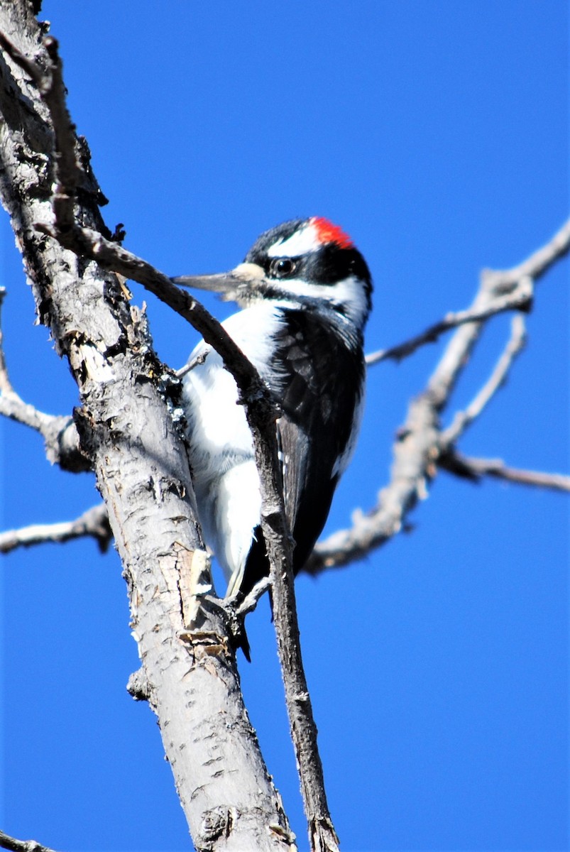 Downy Woodpecker - ML135502371