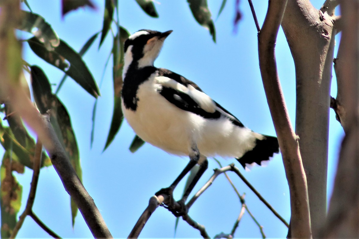 Magpie-lark - ML135502401