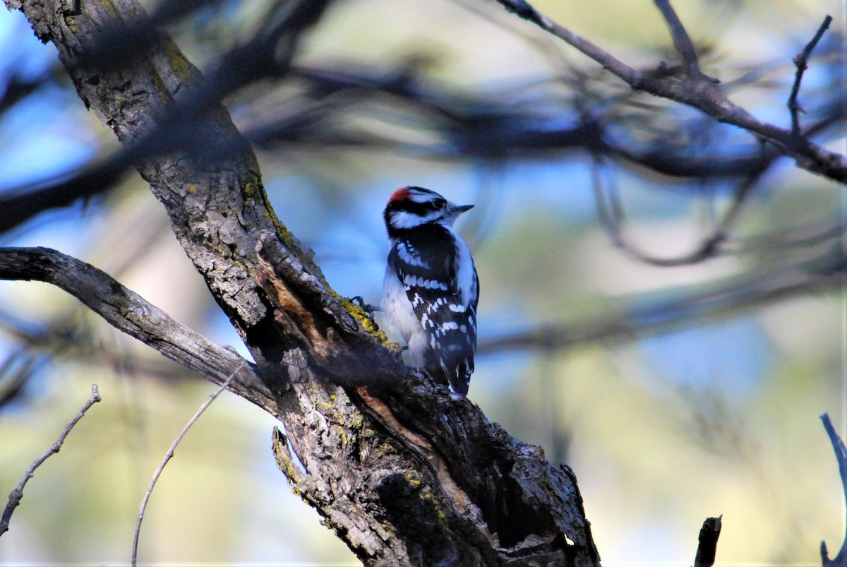 Downy Woodpecker - ML135502601