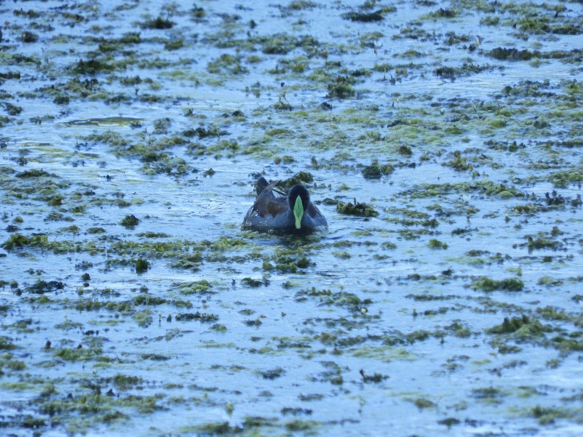 Spot-flanked Gallinule - ML135502661