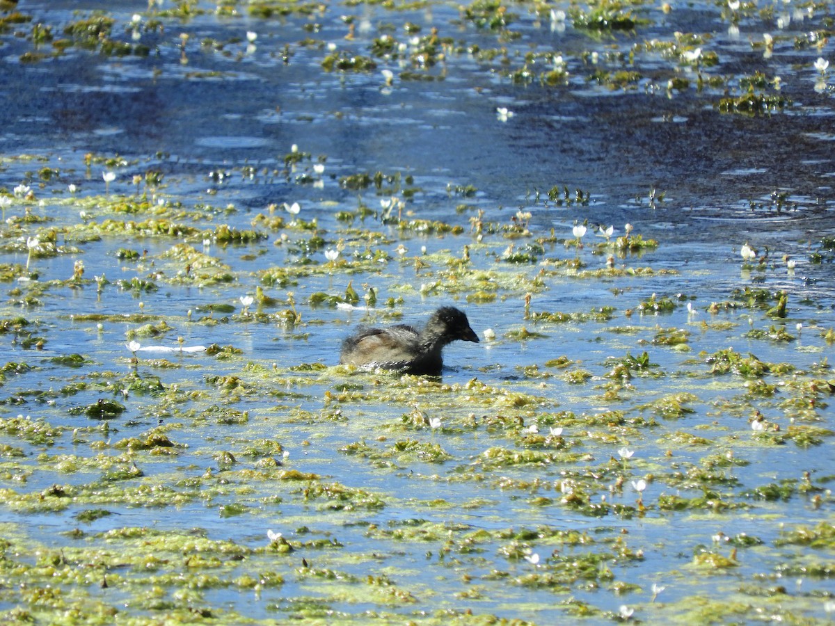 Spot-flanked Gallinule - ML135502681