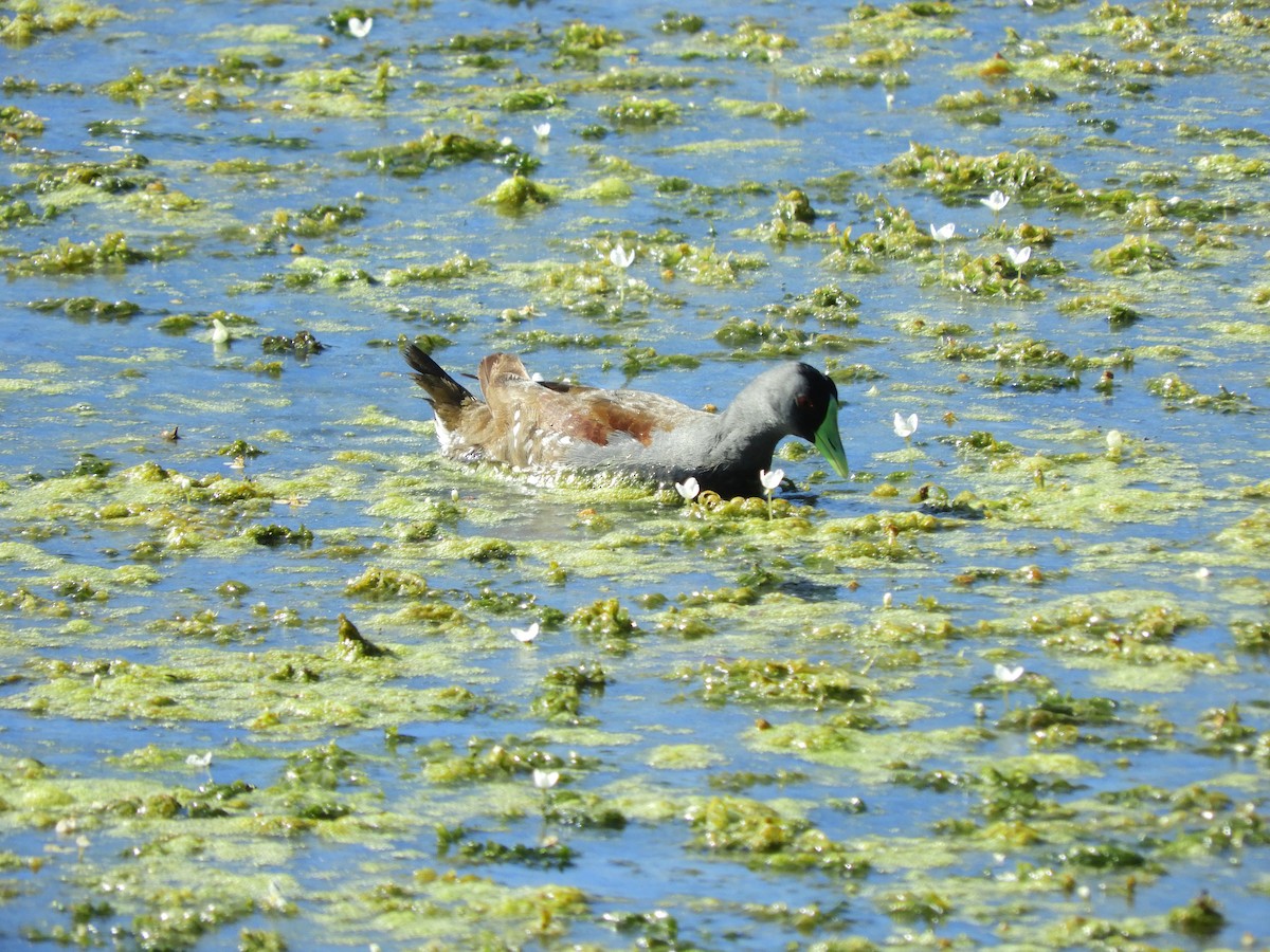 Spot-flanked Gallinule - ML135502691