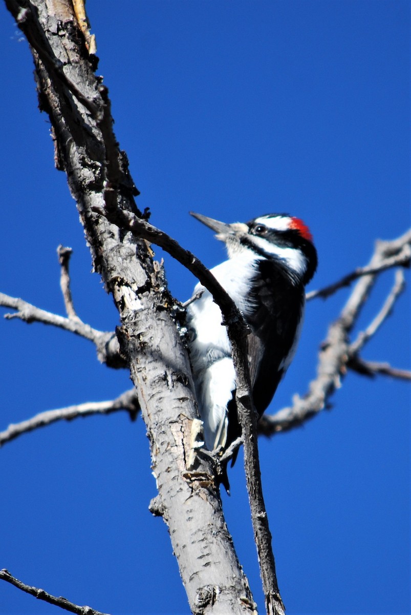 Downy Woodpecker - ML135502901