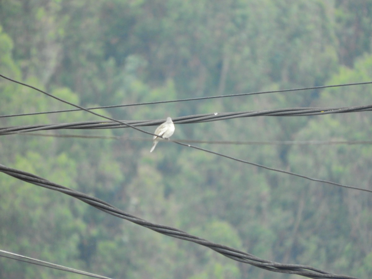 Picui Ground Dove - ML135503231