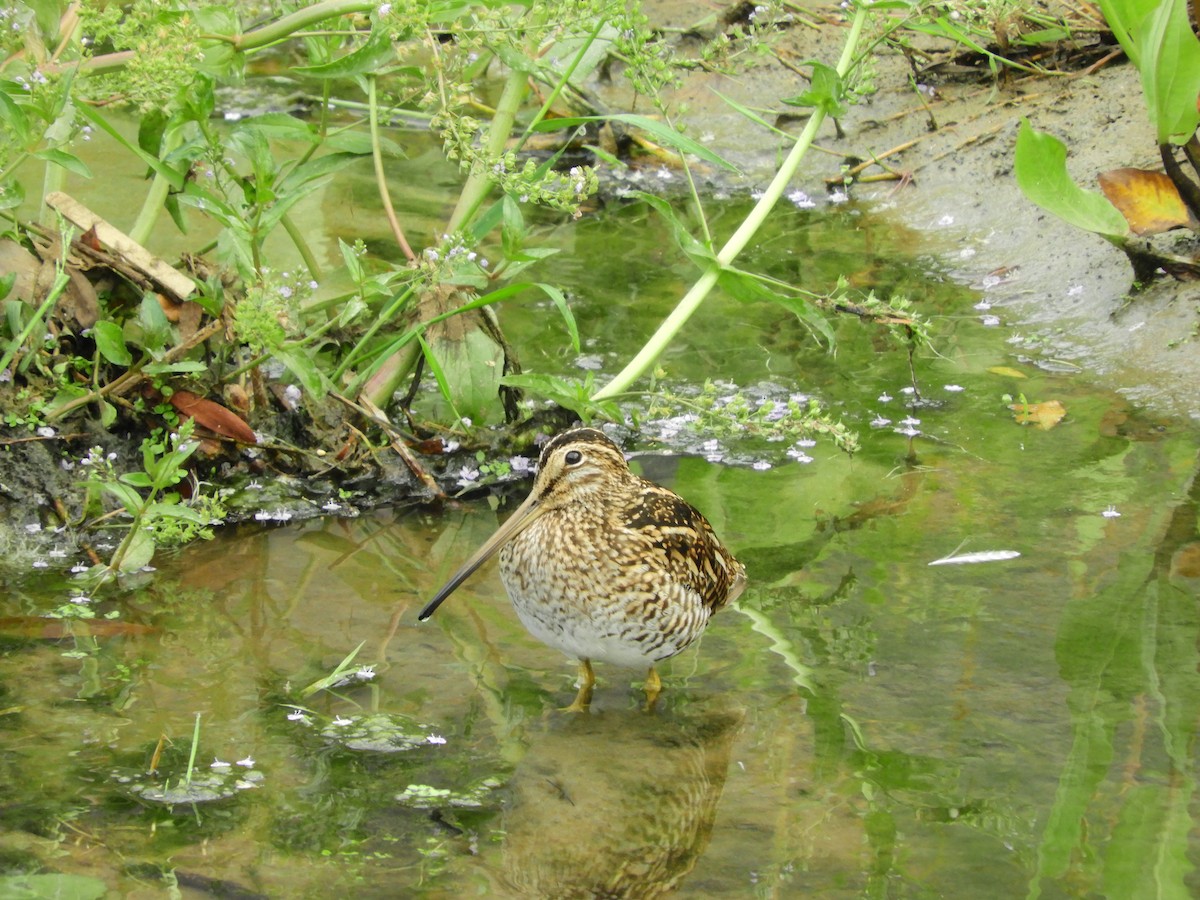 Magellanic Snipe - ML135503281