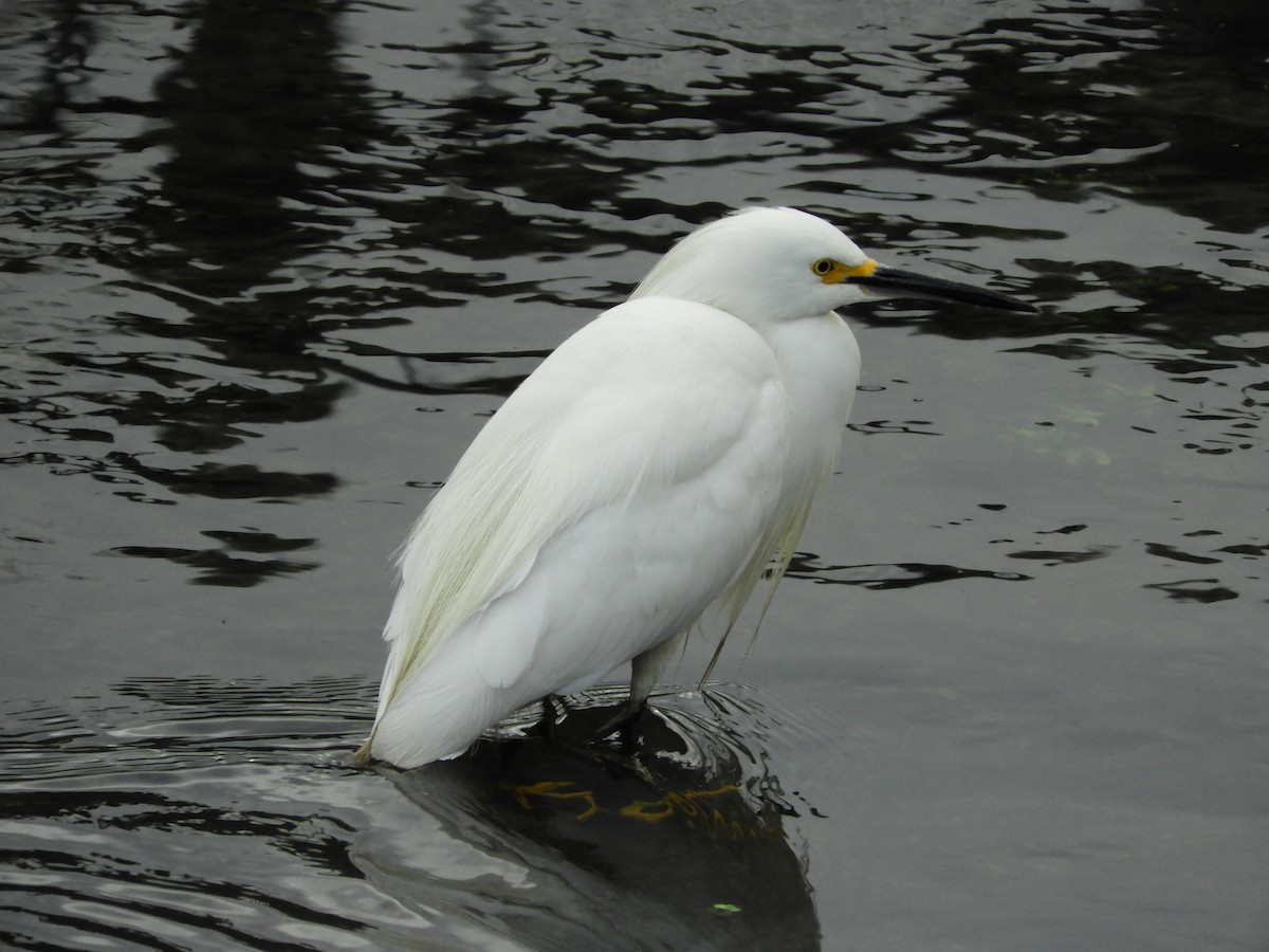 Snowy Egret - ML135503351